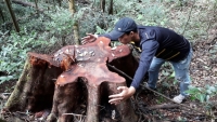 Gia Lai: Để mất hơn 9000 ha rừng, Ban Quản lý rừng phòng hộ Ðức Cơ bị đề nghị xử lý