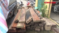 Bắc Kạn: Phát hiện hàng chục cây Nghiến cổ thụ bị chặt hạ trái phép
