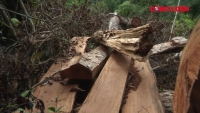 Bắc Kạn: Làm rõ trách nhiệm vụ phá rừng nghiêm trọng tại huyện Bạch Thông