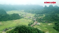 Chủ tịch UBND tỉnh Bắc Kạn yêu cầu xử lý nghiêm vụ phá rừng tại huyện Bạch Thông