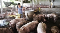 Đề nghị Chính phủ hỗ trợ chống dịch đối với đàn lợn mục tiêu là 500.000 đồng/con