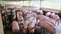 Hà Nội: Tiêu hủy hơn 400 nghìn con lợn mắc bệnh dịch tả lợn châu Phi