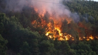 Thừa Thiên - Huế: Trên 40 ha rừng thông bị cháy