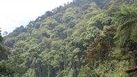 Bao giờ người dân được hưởng lợi từ chính sách bảo vệ và phát triển rừng?