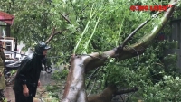 Bão số 3 gây ngập úng và bật gốc nhiều cây xanh tại Hà Nội