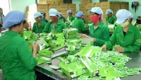 Chè Việt Nam đạt giá trị thấp vì 90% sản lượng xuất thô