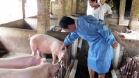 Hà Nội: Tăng cường rà soát kỹ thuật phòng, chống ngăn chặn triệt để dịch tả lợn Châu Phi