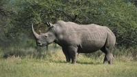 Lan tỏa thông điệp chung tay bảo vệ loài tê giác