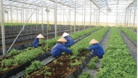 Việt Nam phấn đấu đứng trong top 15 của thế giới về nông nghiệp hữu cơ vào năm 2030