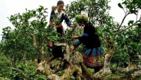 Yên Bái: Quần thể chè Shan tuyết cổ thụ Sùng Đô được công nhận Cây Di sản Việt Nam
