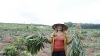 Quảng Nam: Không thông báo, xã tự ý thuê người đốn hạ hàng nghìn cây keo của dân