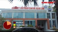 Nhiều bất cập trong cổ phần hóa Công ty CP Cao su tỉnh Đắk Lắk