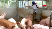 Cà Mau chi hơn 40 tỷ đồng cho công tác phòng chống dịch tả lợn châu Phi