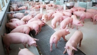 Cần thận trọng trong tái đàn lợn sau dịch tả Châu Phi