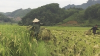 UBND huyện Yên Lập: Tín hiệu tích cực từ công tác dồn đổi đất nông nghiệp