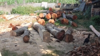 Đang làm rõ vụ khai thác gỗ Lim ở huyện Bá Thước
