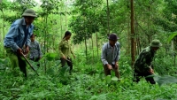Hỗ trợ bổ sung gạo cho công tác bảo vệ rừng tỉnh Nghệ An