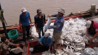 Bạc Liêu: Kỷ luật Giám đốc cảng cá chi khống tiền tiếp khách