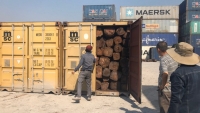 Phát hiện hàng chục container nghi gỗ giáng hương nhập lậu 