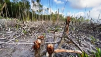 Cà Mau chỉ đạo tăng cường quản lý bảo vệ rừng sau thông tin rừng phòng hộ bị chặt phá