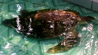 Kiên Giang: Xử lý tiểu thương xẻ thịt rùa xanh đem bán