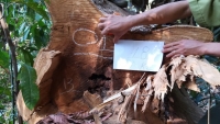 Đắk Nông: Phát hiện môt vụ hủy hoại rừng quy mô lớn