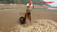 Nghệ An: Ngao chết trắng bãi nuôi, nhiều ngư dân trắng tay
