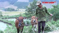 Phản hồi về vụ việc ‘Dấu hiệu trục lợi trong việc cấp bò giống cho người nghèo tại Sốp Cộp - Sơn La
