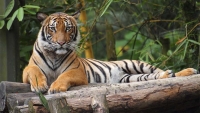 Một con Hổ ở sở thú tại New York cũng mắc virus Corona