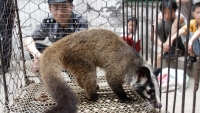 Bắc Kinh ra lệnh cấm buôn bán, tiêu thụ động vật hoang dã