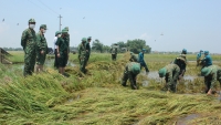 Huế: Hơn 700 cán bộ, chiến sĩ Quân khu 4 xuống đồng gặt lúa giúp dân