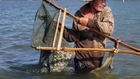 Quảng Nam: Nghêu nuôi chết hàng loạt trên sông Trường Giang