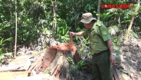 Phú Yên: Điều tra vụ lâm tặc ngang nhiên mở đường để phá rừng