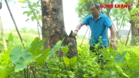 Hà Nội: Xót xa nhiều cây xanh cổ thụ bị “bỏ rơi”