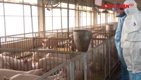 Lần đầu tiên Việt Nam nhập khẩu lợn sống để hạ giá lợn hơi trong nước