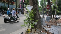 Hà Nội: Dự án cải tạo vỉa hè đang làm ảnh hưởng đến cây xanh?