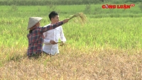 Công ty TNHH hạt giống HaNa bán giống lúa không nằm trong cơ cấu mùa vụ, chưa được khảo nghiệm