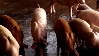Bạc Liêu xuất hiện 2 ổ dịch tả lợn Châu Phi