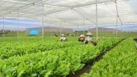 Nhà nông hiếu khách: Chuỗi sản xuất rau hữu cơ