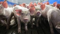 Trung Quốc cấm nhập khẩu thịt lợn từ Đức