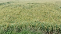 Cà Mau: Hơn 1.400 ha lúa bị đổ ngã, đê biển Tây nguy cơ bị sạt lở