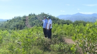 Quảng Trị: Cty Lâm nghiệp Đường 9 buông lỏng quản lý để người lạ xâm lấn hơn 800 ha đất rừng