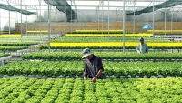 Nông nghiệp xanh: Doanh nghiệp nông nghiệp ứng phó với dịch Covid 19