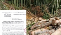 Vụ phá rừng phòng hộ tại Thái Nguyên: Chuyển hồ sơ cho cơ quan cảnh sát điều tra