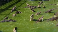 Cà Mau: Liên tục phát hiện cá sấu ngoài môi trường tự nhiên