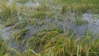 Cà Mau: Hơn 1.400 ha lúa bị thiệt hại trắng do ngập úng