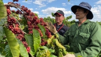 Phát triển sản phẩm quốc gia cà phê Việt Nam
