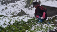 Băng tuyết rơi dày gây nhiều thiệt hại lớn cho người dân vùng cao