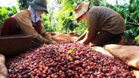 Phát triển thị trường nội địa cho Cà phê Việt