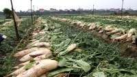 Xã Tráng Việt (Mê Linh – Hà Nội): Củ cải trắng ruộng, cà chua đỏ đồng không có người mua